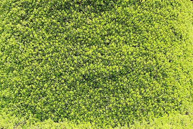 多名玩家涉嫌世嘉以及SE游戏代理氪金诈骗被捕 